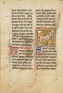 Un singe - Unbekannt Unbekannt